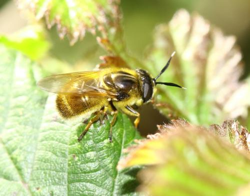 Callicera fagesii